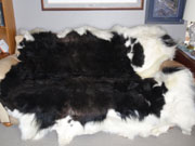 Picture of Yak tails