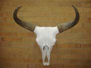 Picture of Undecorated Yak Skull